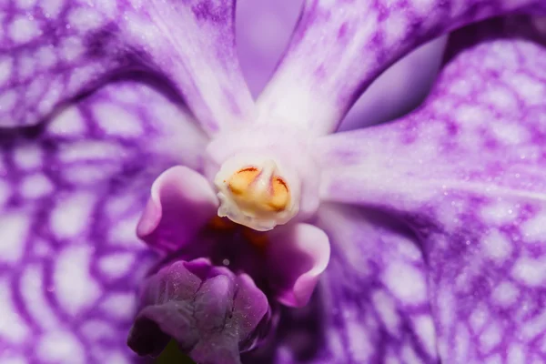 Fialová orchidej květina — Stock fotografie