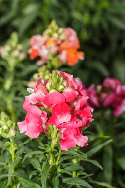 Snapdragon blommor — Stockfoto