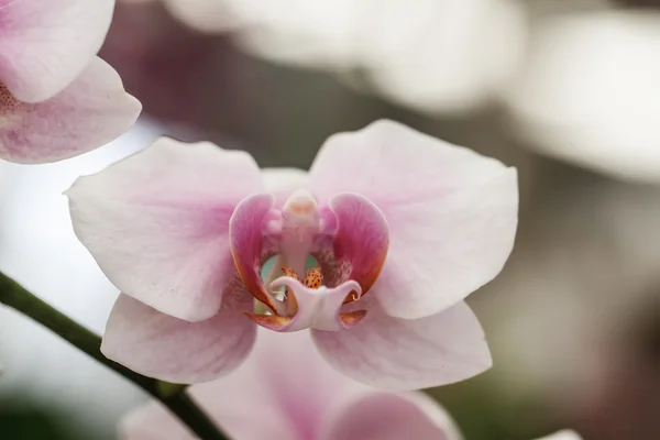 Rosa orkidéer — Stockfoto