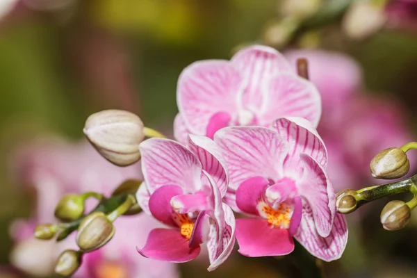 Rosa Orchideen — Stockfoto