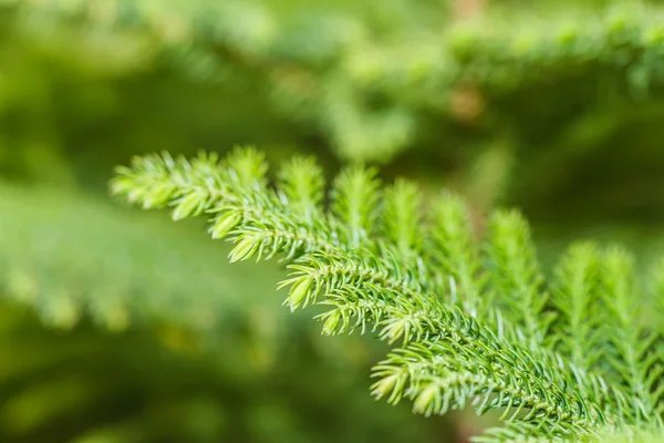 Pine tree macro close-up — Stockfoto