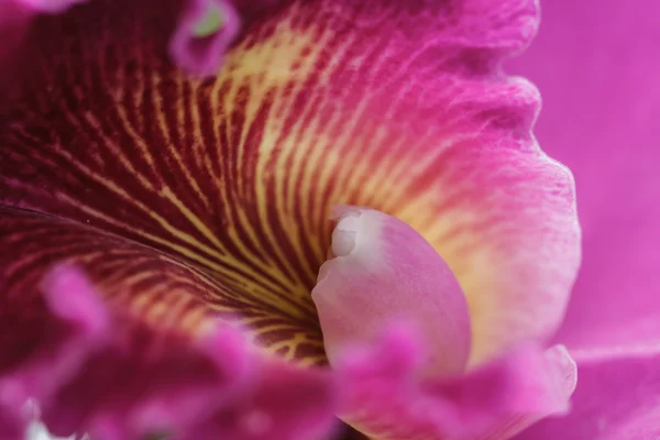 Cattleya labiata orkideler — Stok fotoğraf