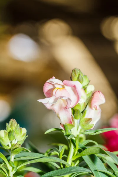 Цветы смородины — стоковое фото