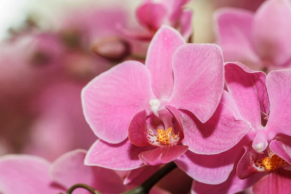 Rosa orkidéer — Stockfoto