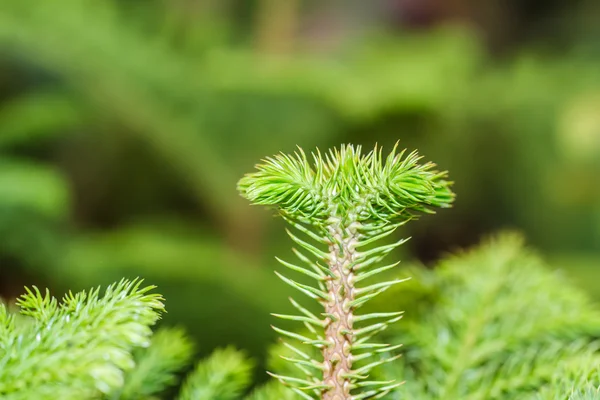 Pine tree makro närbild — Stockfoto