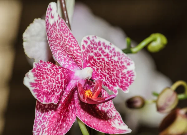 Orchidee rosa — Foto Stock