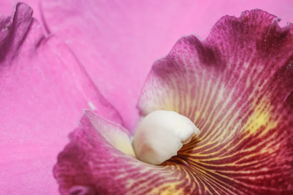 Cattleya labiata orkideler — Stok fotoğraf