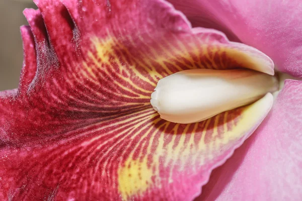 Orchideje Cattleya labiata — Stock fotografie