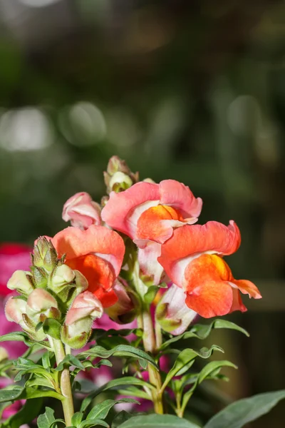 Snapdragon blommor — Stockfoto