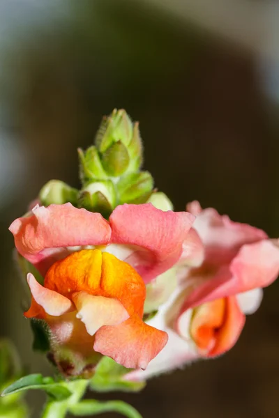 Kwiaty lwiej paszczy — Zdjęcie stockowe