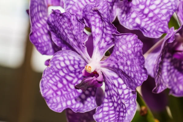 Lila orkidé blomma — Stockfoto