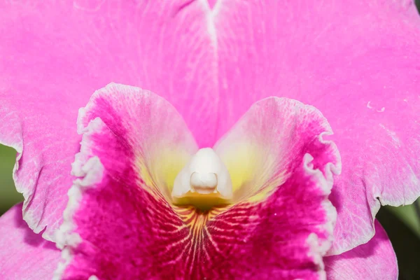 Orchideje Cattleya labiata — Stock fotografie