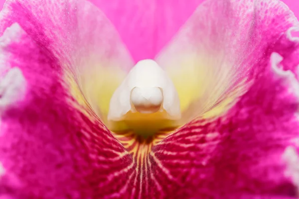 Orchidées Cattleya labiata — Photo