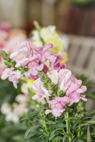 Snapdragon flowers — Stock Photo, Image