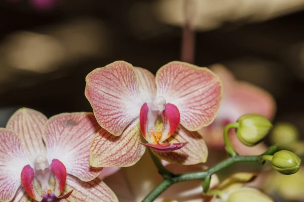 Rosa Orchideen — Stockfoto