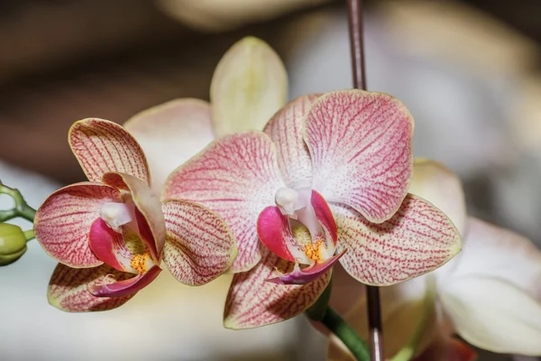 Pink orchids — Stock Photo, Image