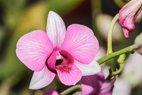 Orchidee rosa — Foto Stock