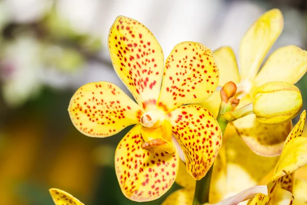 Flores de orquídeas — Fotografia de Stock