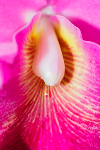 Orchidées Cattleya labiata — Photo