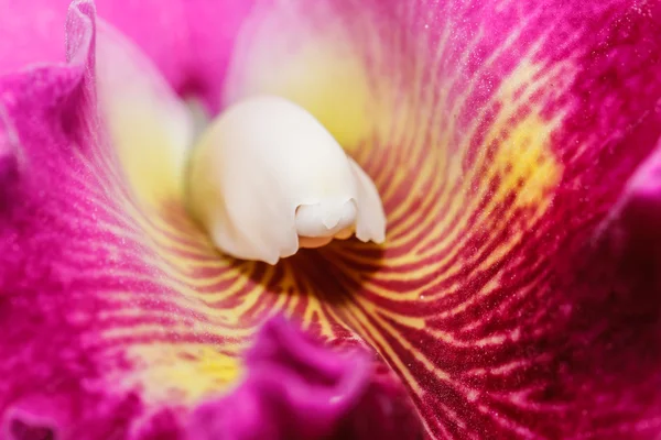 Cattleya labiata orkidéer — Stockfoto