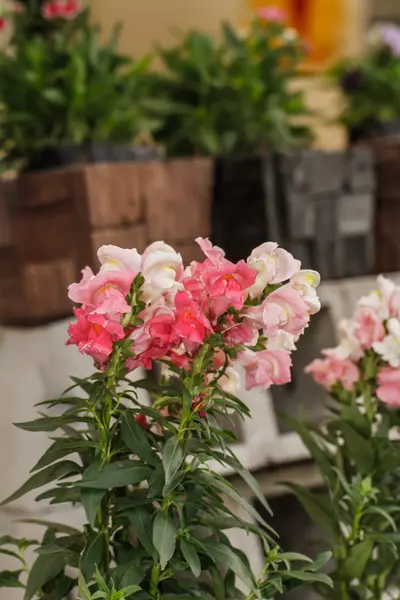 Snapdragon blommor — Stockfoto