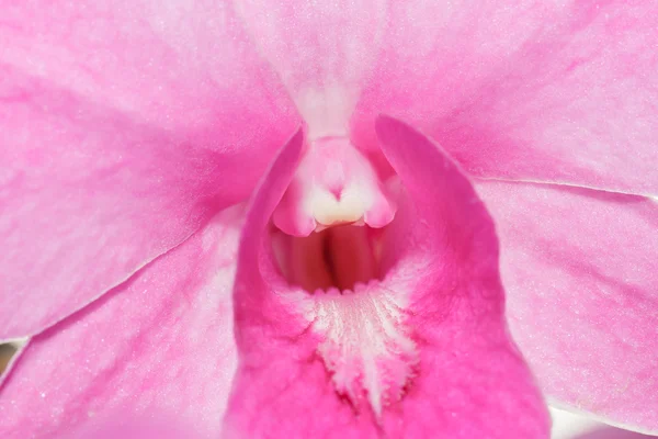 Růžové orchideje — Stock fotografie