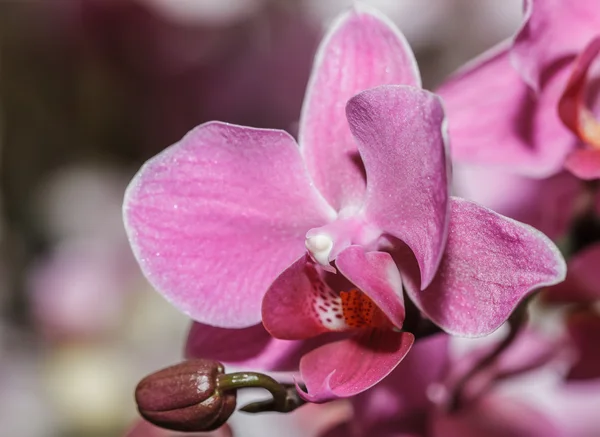 Roze orchideeën — Stockfoto