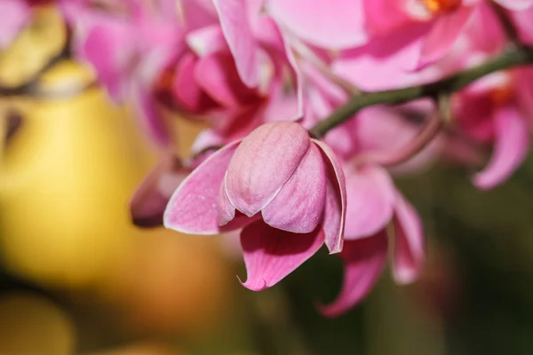 Pink orchids — Stock Photo, Image