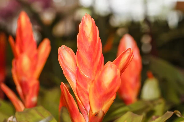 Ананасовые цветы — стоковое фото