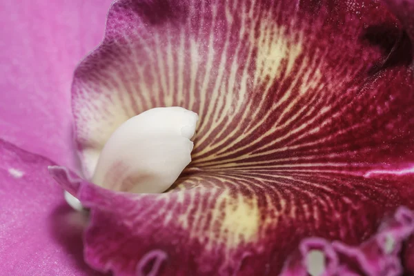 Cattleya labiata orkidéer — Stockfoto