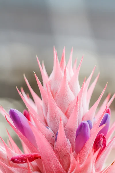 Flores de abacaxi — Fotografia de Stock