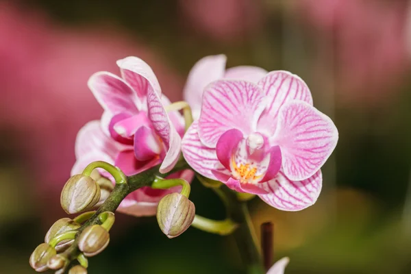 Orquídeas rosa — Fotografia de Stock