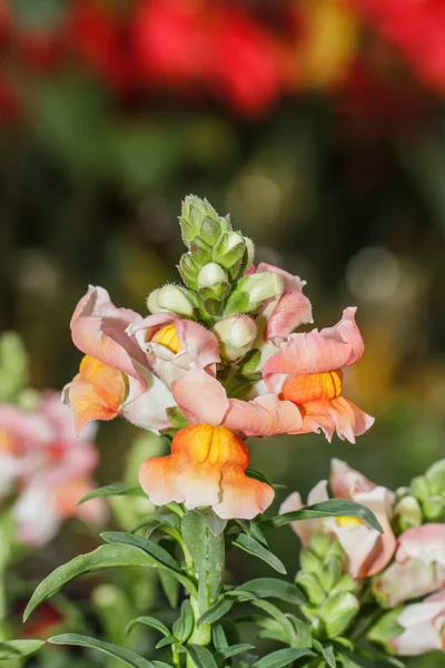 キンギョソウ切り花 — ストック写真