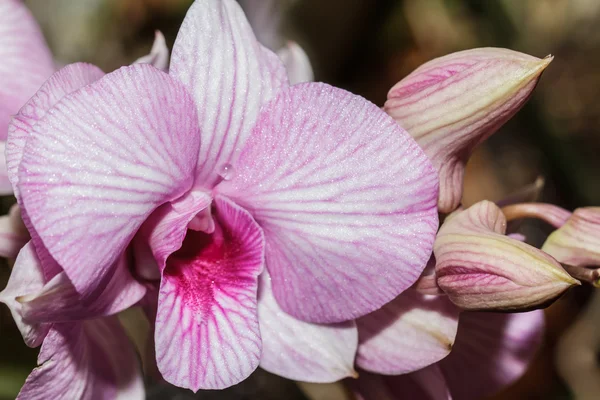 Orchidee rosa — Foto Stock