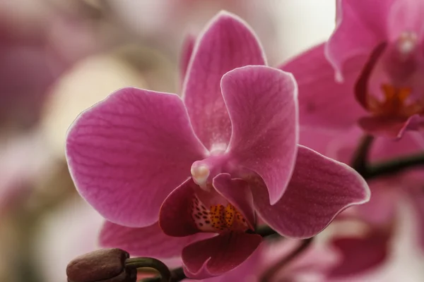 Rosa Orchideen — Stockfoto