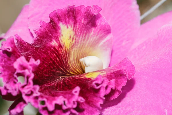 Orchideje Cattleya labiata — Stock fotografie
