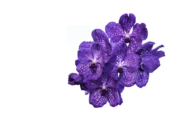 Fiori viola del Orchid — Foto Stock