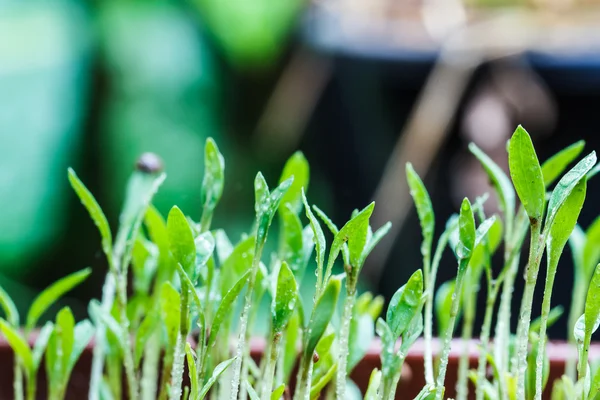 Seeds that just regenerate — Stock Photo, Image