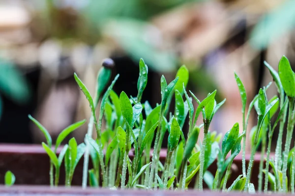 Seeds that just regenerate — Stock Photo, Image