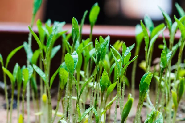 Seeds that just regenerate — Stock Photo, Image