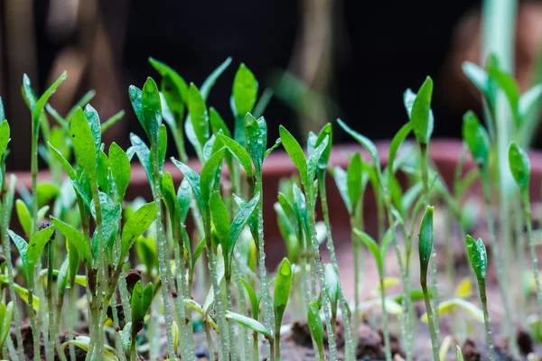 Seeds that just regenerate — Stock Photo, Image