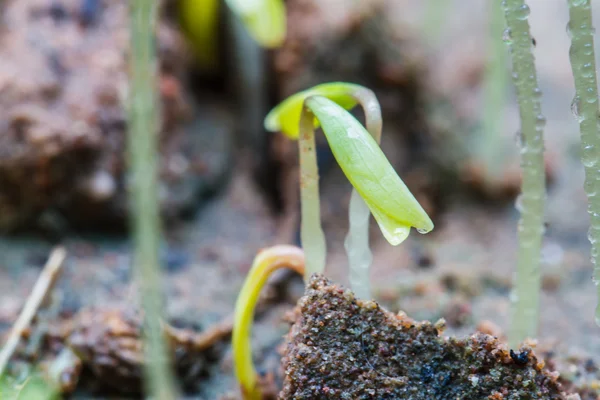 Semena, která jen regenerovat — Stock fotografie