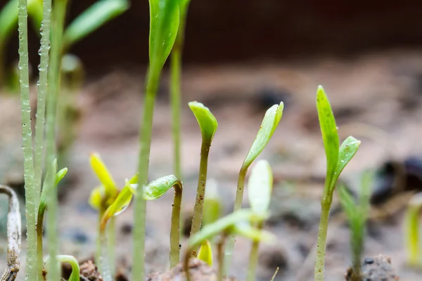 Samen, die sich gerade regenerieren — Stockfoto