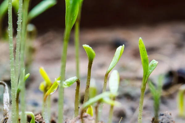 Seeds that just regenerate — Stock Photo, Image