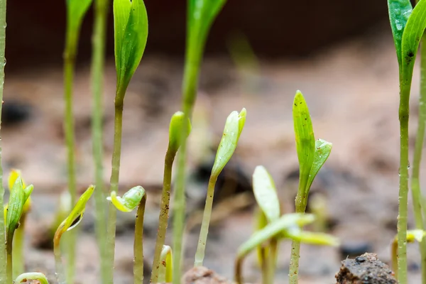 Samen, die sich gerade regenerieren — Stockfoto