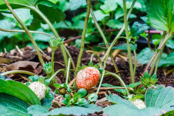 在花园里的草莓浆果. — 图库照片