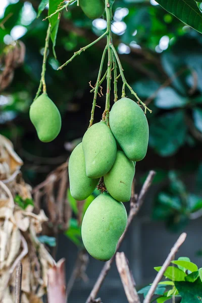 Mango on tree — Stock Photo, Image