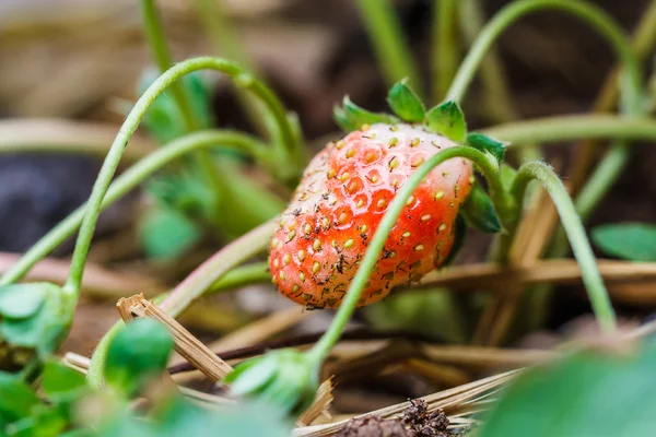 Erdbeeren im Garten. — Stockfoto