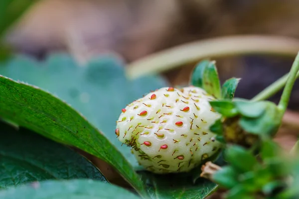 Fresas en el jardín . —  Fotos de Stock