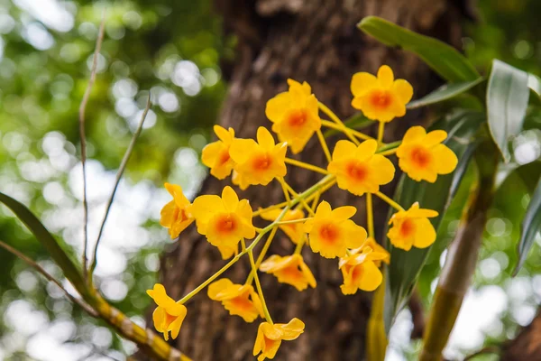 Wilde Orchidee im Sommer — Stockfoto